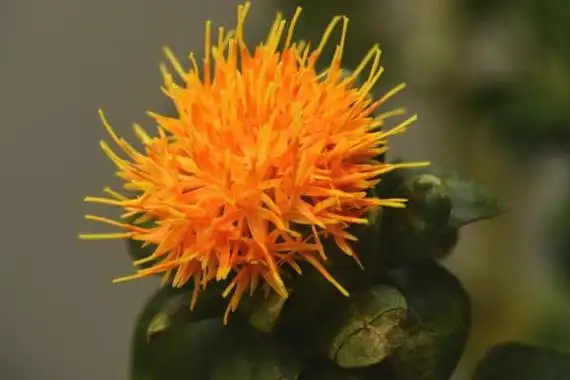 菠萝菊的花语是什么