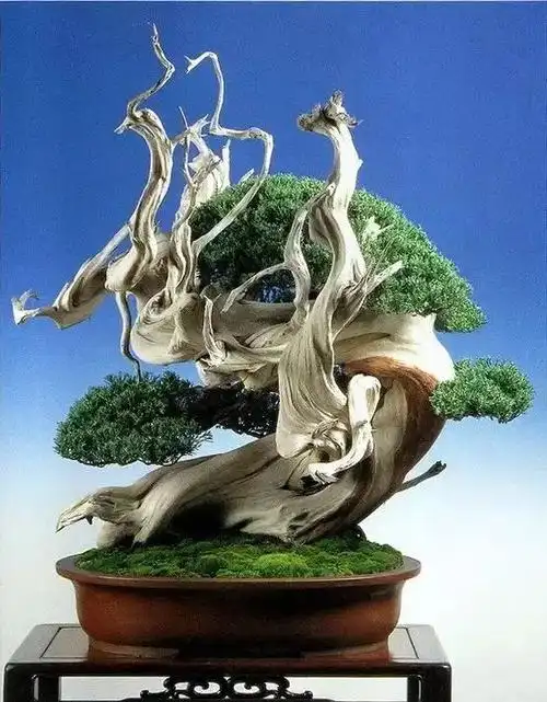 世界名气极大的盆景但不知道你喜不喜欢
