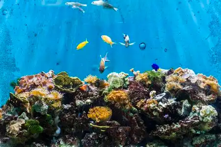 海底的生活.水彩的海洋动物.海上生活的设置.水彩的海洋动物组.