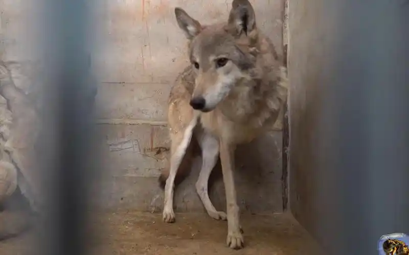 受伤的狼还能回归狼群吗老狼受伤被截肢再次见面只能在这里