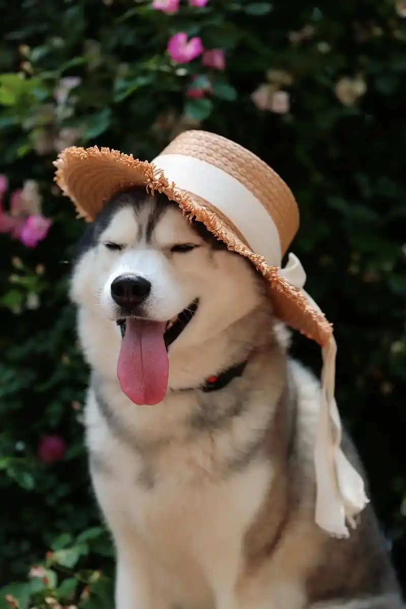 感受到了小狗的开心.#看看谁家狗子笑得最好看 #哈士奇 #可 - 抖音