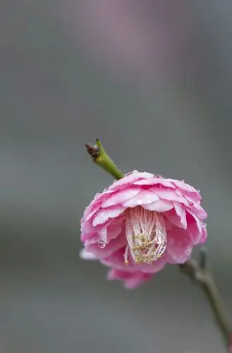 花中君子 - 美篇