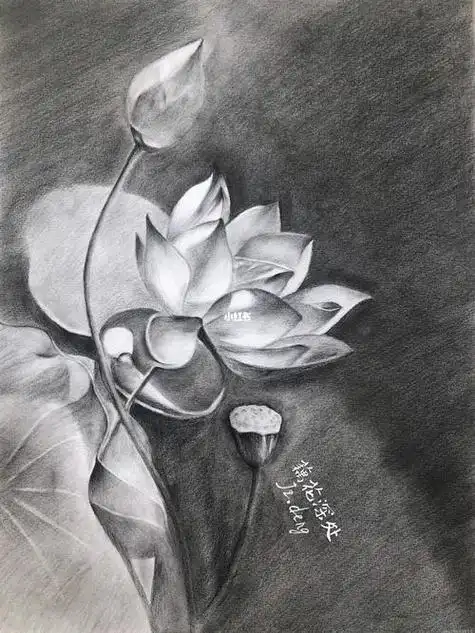 荷花素描图片荷花素描图片简单画法