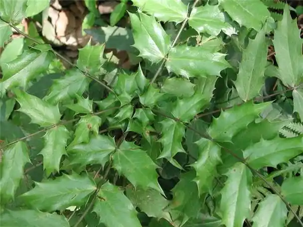 这味草药药力好生霸道,是治疗湿疹的好药