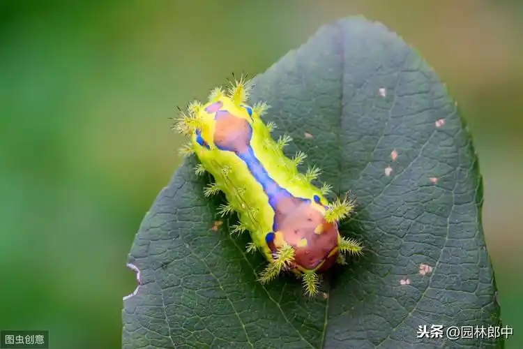 这种害虫俗称洋辣子,不仅危害园林植物,还会伤到人