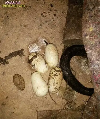 蛇蛋孵化成幼蛇不出来死在蛋里怎么回事!