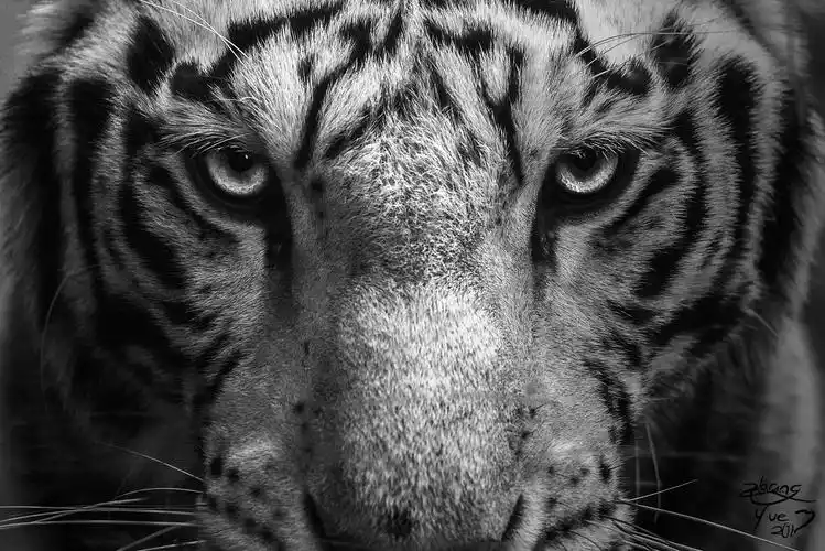 关于拍摄 br /> 这张照片拍摄于动物园,当时这只老虎正在睡觉.