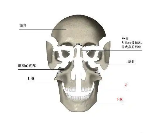 它由29块骨头构成,其中14块形成面部骨骼,8块形成颅骨,另外还有6块