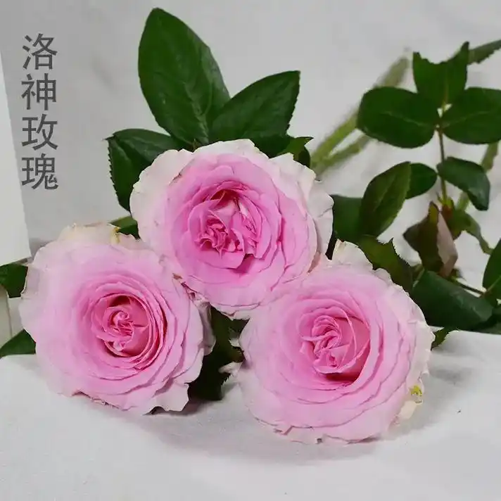 中国排名的10大玫瑰系列你喜欢哪款