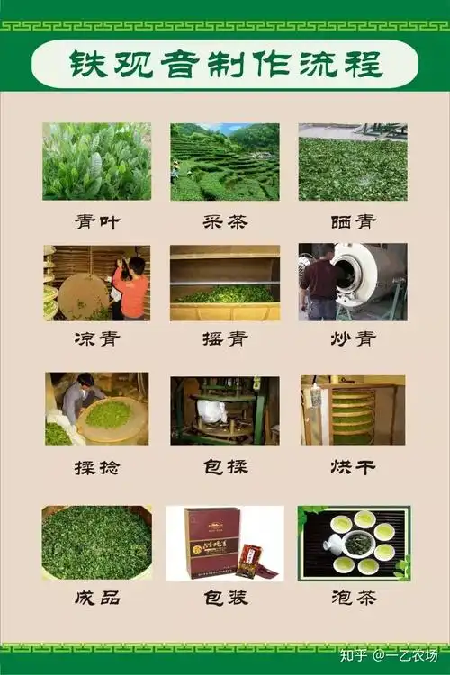 铁观音认种秋天的茶该是这样的