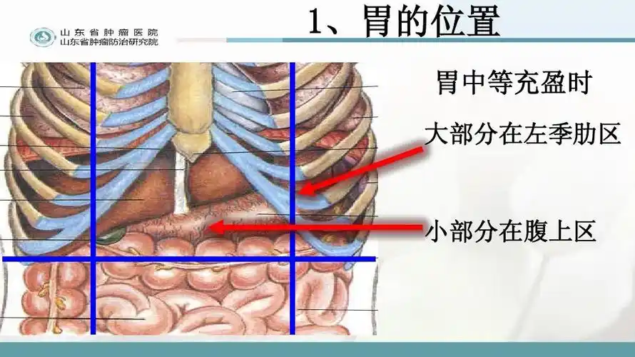 胃大部切除术的围手术期的护理ppt