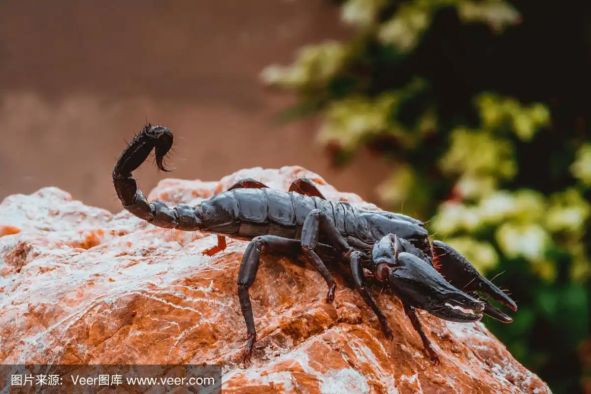一只黑蝎子在自然界的野生动物生活在森林的大石头上