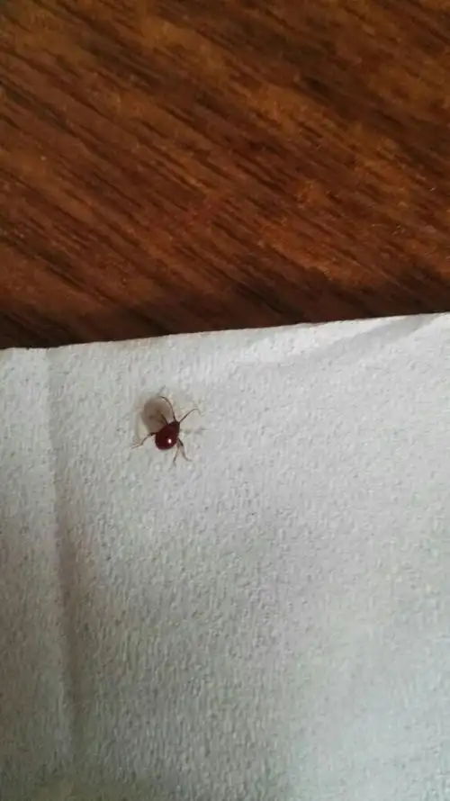 以前问过说是蜱虫,但是这个是三条腿加触角,蜱虫