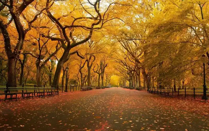 公园全高清壁纸和背景