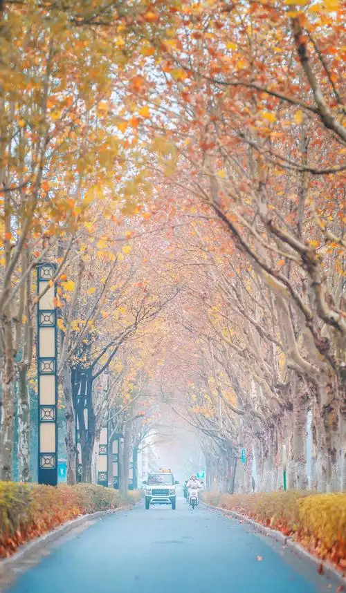 雨雨天的梧桐树,拍摄于泰州市东风南路 - 水果天使