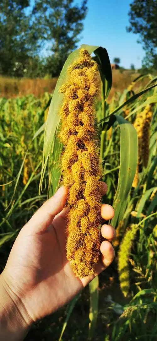 我和我种的小米