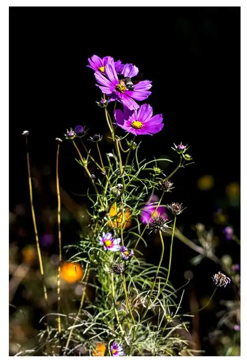 初秋——藻园门秋花胜春潮