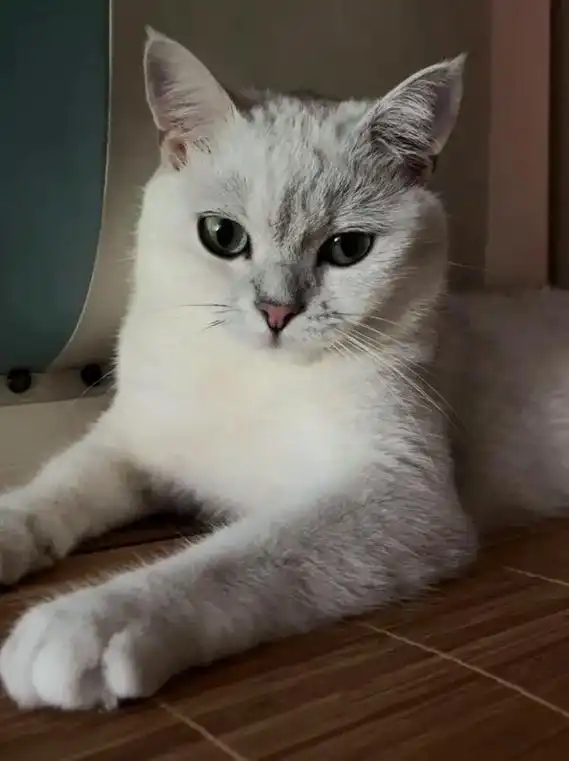 寻猫启事.白色银渐层,1岁半多了,大猫,身上大多为白色,毛尖 - 抖音