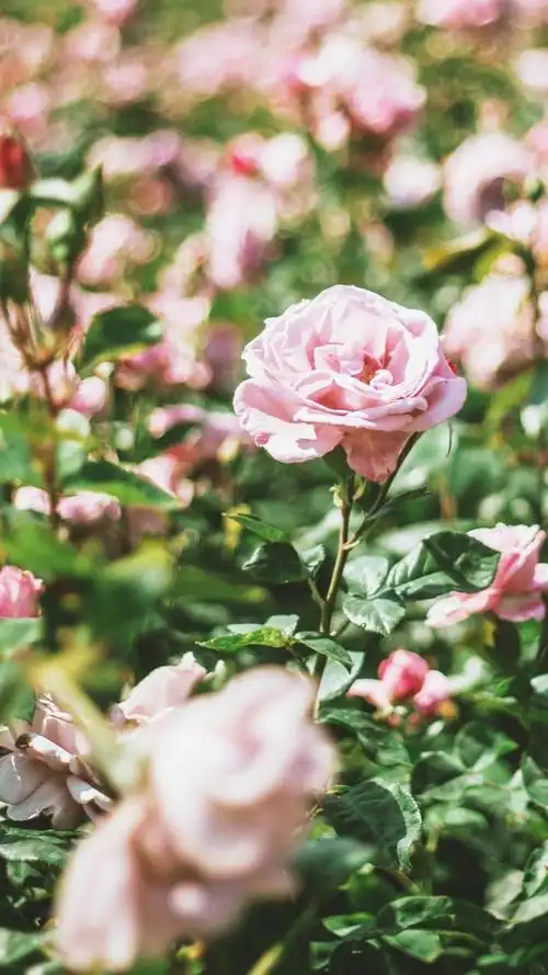 ins风浪漫玫瑰花高清写真,高清图片,手机锁屏桌面-壁纸族