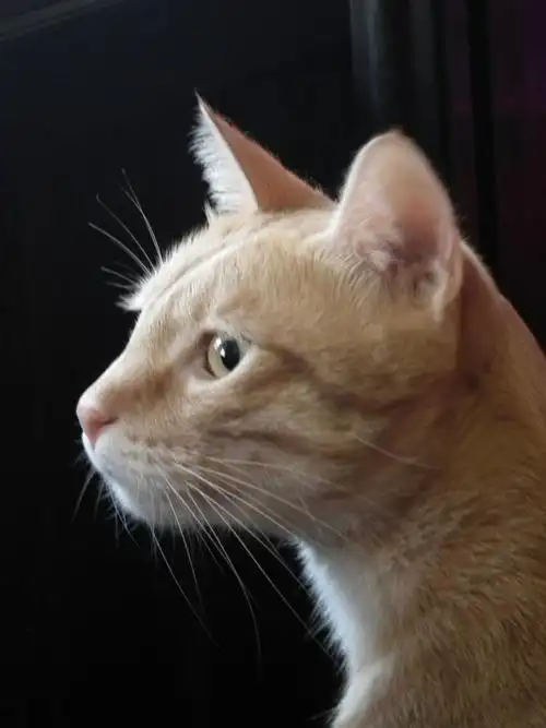 猫,凝胶点评,猫咪,侧脸,宠物