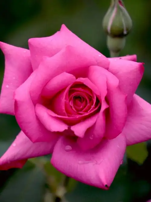 天坛公园月季花(二)