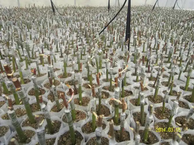 【转载】园林树木的扦插繁殖