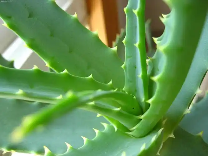 芦荟再生凝胶治疗烧伤