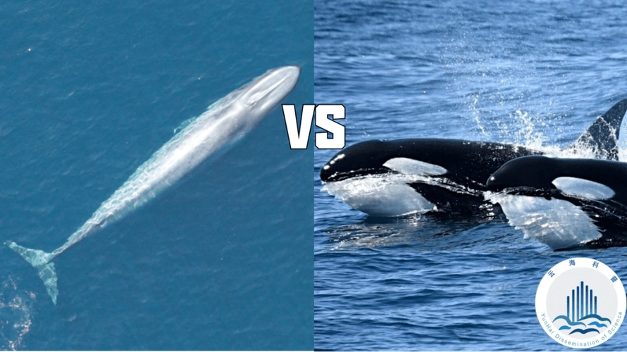 世界上最大的动物蓝鲸为什么会被小小的虎鲸猎杀