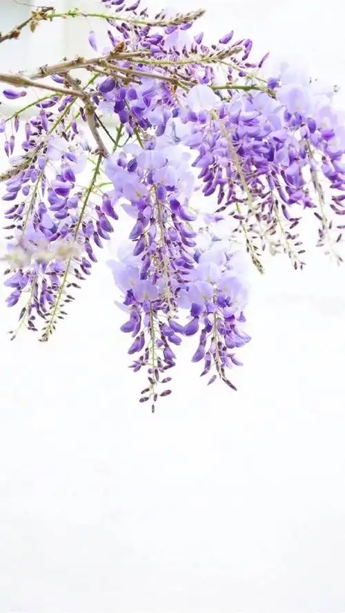 唯美紫藤花写真