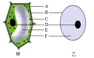请据图回答: (2)植物细胞特有的结构包括细胞最外层的[   ]