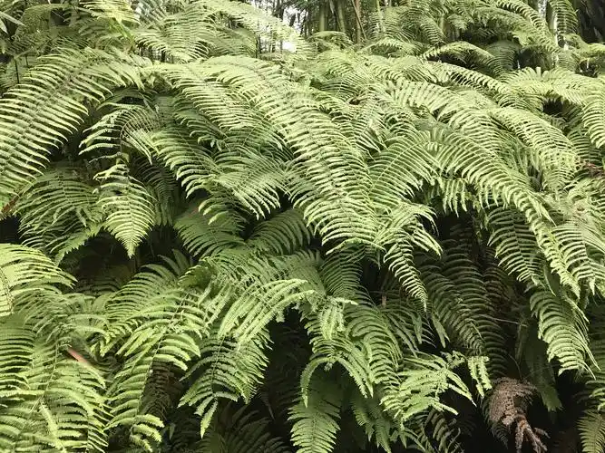 这是我儿时见过的梳子草,但这里的与众不同:一簇簇,一片片,又肥又大!