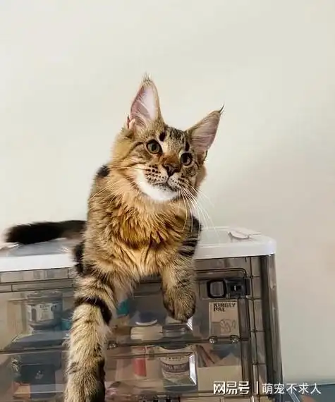 7个细节告诉你,缅因猫在你家是否过得"滋润"!|柔滑|牙齿|皮毛|宠物|驯