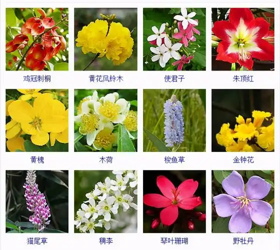 常见的花名字(常见的花名字及图片)