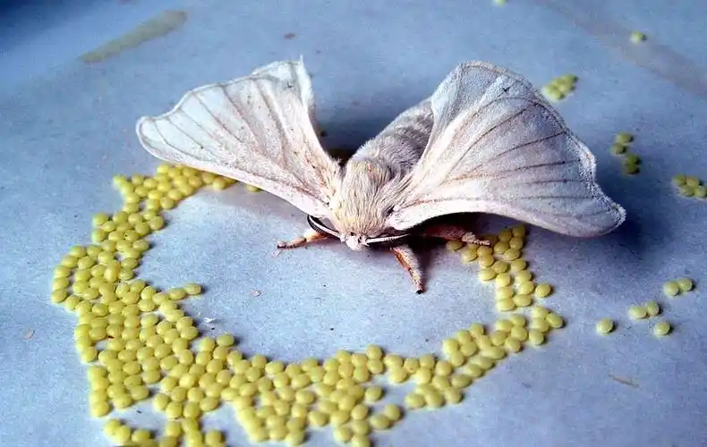 大家好,我的名字叫蚕宝宝,我有一个漂亮的妈妈,还有好多好多的兄弟