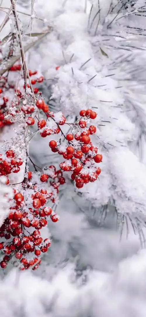 有没有雪景的照片