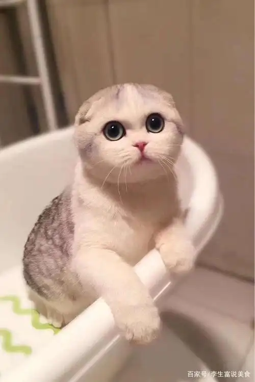折耳猫太可爱了,可是