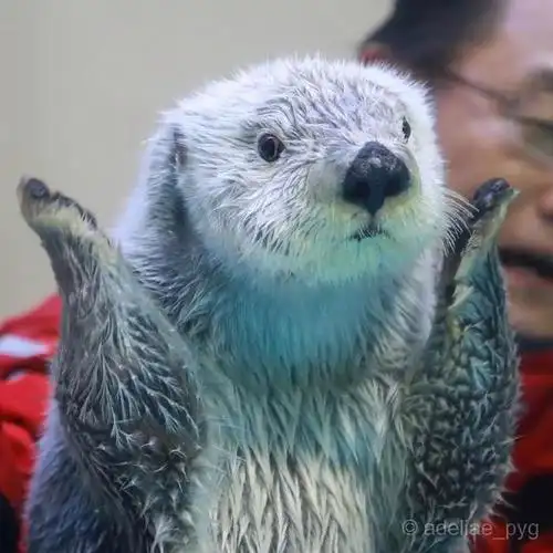 可爱的水濑宝宝(^ε^) - 半次元 - acg爱好者社区