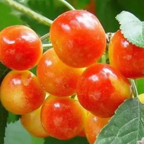 供应 冰糖樱 烟台樱桃晚熟品种 烟台瑞丰大樱桃合作社