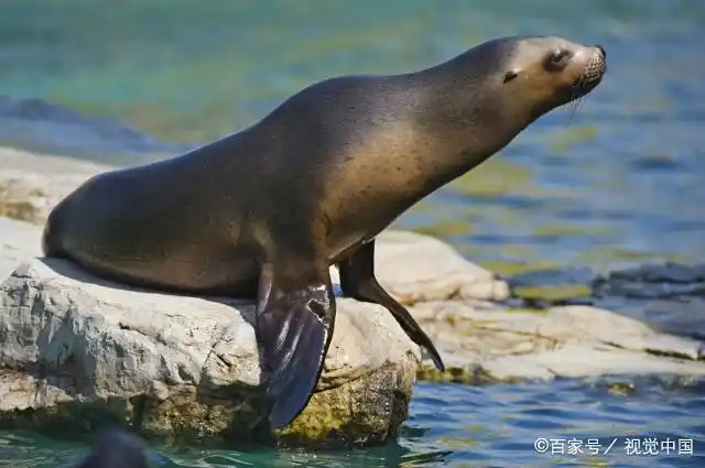 海狮的外形特征,了解一下!