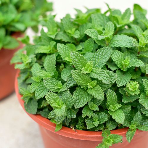 绿植盆栽薄荷碰碰香味窗台阳台庭院花卉可食用时令草本花卉