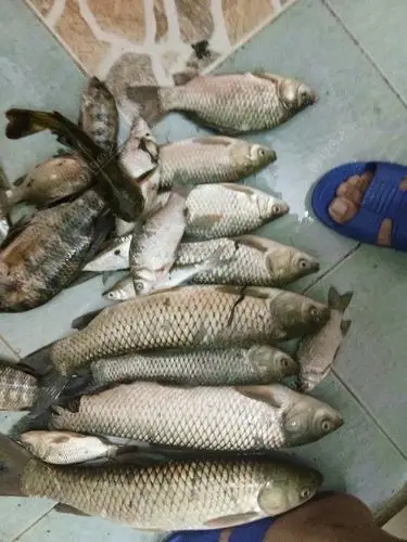 发发昨晚解锁新菜地野钓的鱼获,感觉用用三样钓了好几种鱼. - 钓鱼之