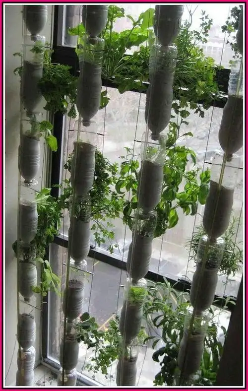 阳台拿塑料瓶种菜,串成一串,菜种得多又肥沃,连防盗窗都省得装