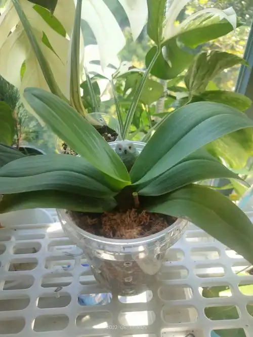 一年一度的蝴蝶兰换盆