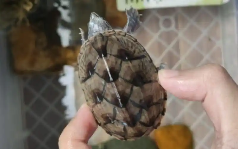 【无敌浅色放射公麝香龟】之谁能比我帅