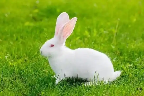 可爱的小白兔