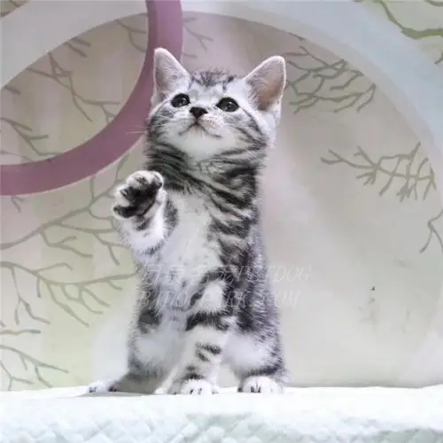 纯种美国短毛猫纯种美短加白起司猫活体美短虎斑立耳银虎斑