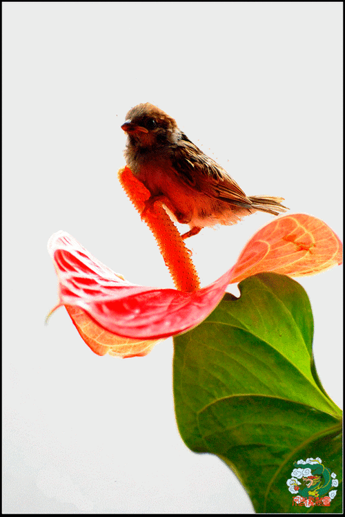 花鸟动态美图欣赏珍藏版