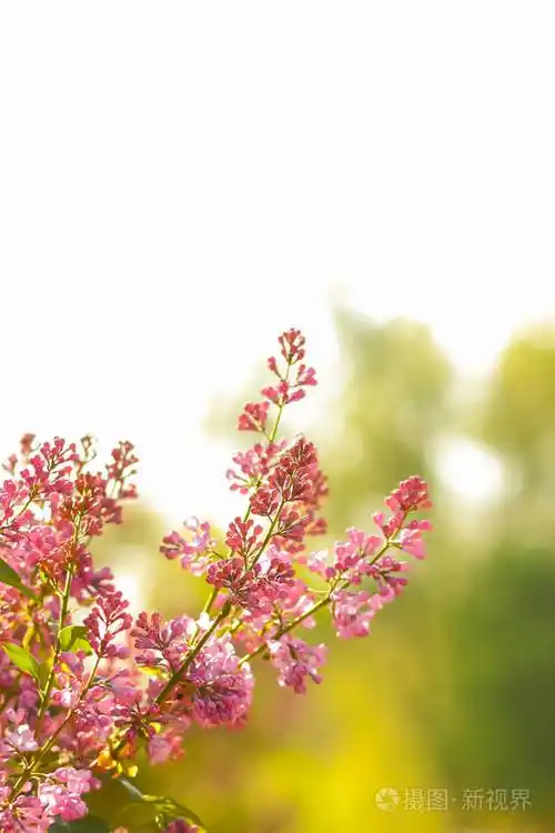 带有复制空间的紫色花朵,明信片的空白,模糊的背景,节日的花束,艺术