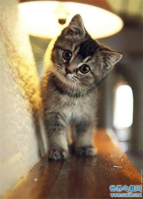世界上最小的猫皮堡斯,不少网友称呼它为茶杯猫