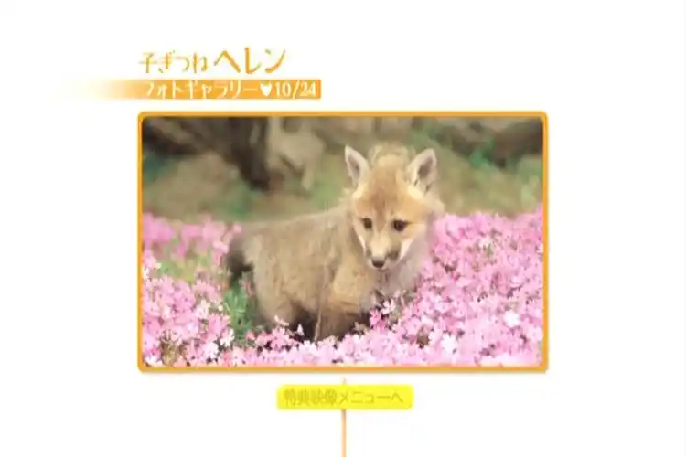 生命奇迹小狐狸剧照